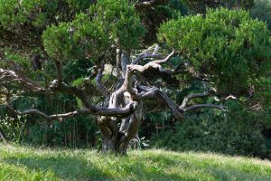 Read more about the article 성령 충만한 삶